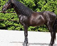 stallion-andalusian-horse