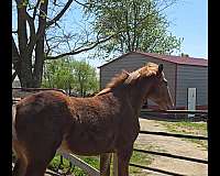 belgian-filly
