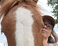 belgian-horse-for-sale