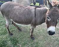 brown-halter-trained-horse