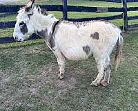 brown-miniature-spotted-horses-for-sale