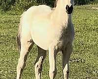 2026-horse