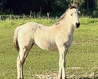 2026-quarter-horse