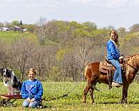 beginner-pony
