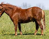 flashy-pony