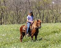 harness-pony