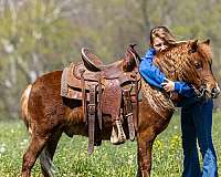 lesson-pony
