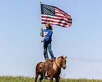 ridden-western-pony
