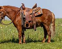 trail-pony