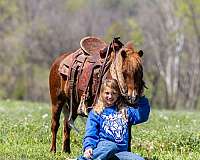 western-riding-pony
