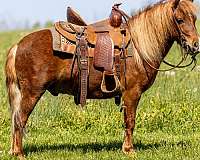 sorrel-pony-gelding