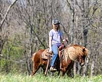 sorrel-all-around-pony