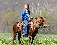 sorrel-beginner-pony