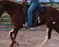 athletic-quarter-horse