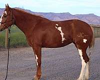 barrel-racing-quarter-horse