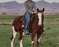 all-around-quarter-horse