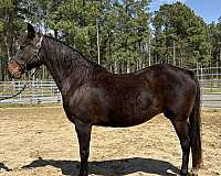 bay-morgan-mare