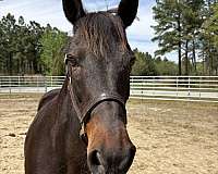 15-hand-morgan-mare