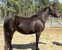 bay-mare-for-sale