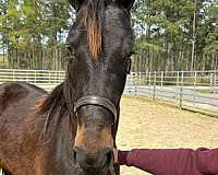 14-hand-morgan-mare