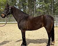 bay-morgan-mare