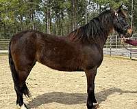 bay-mare-for-sale