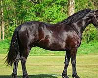 all-around-friesian-horse