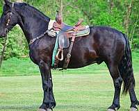 athletic-friesian-horse