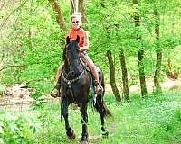 beginner-friesian-horse