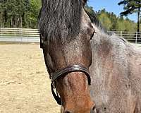 bay-roan-pony-quarter-horse-for-sale