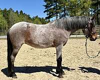 lesson-pony-quarter-horse