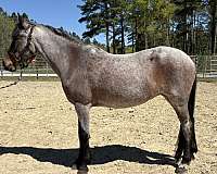 roan-pony-quarter-horse-mare