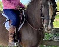smokey-black-solid-silver-appaloosa-sooty-horse
