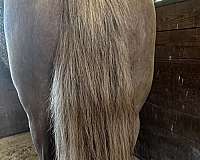 proven-mare-gypsy-vanner-horse