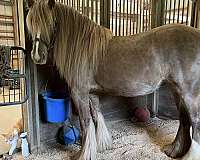solid-silver-appaloosa-sooty-black