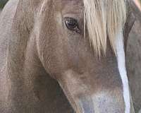 smokey-black-lesson-horse