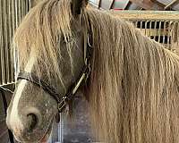 a-show-gypsy-vanner-horse