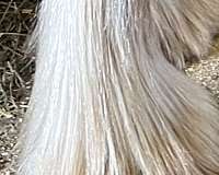 all-gypsy-vanner-horse