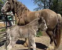 all-around-gypsy-vanner-horse