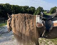 appaloosa-gypsy-vanner-horse