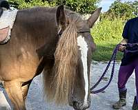 beginner-gypsy-vanner-horse