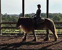 beginner-safe-gypsy-vanner-horse