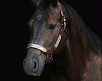 all-quarter-horse