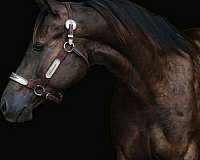 smokey-black-hypp-hn-horse