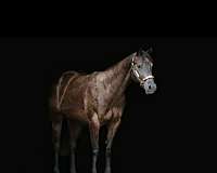 smokey-black-aqha-gelding