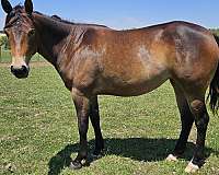 star-2-hind-pastern-pony