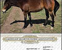bay-star-2-hind-pastern-pony
