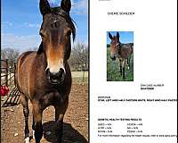 nrbc-quarter-pony