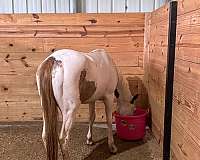 indian-horse-paint
