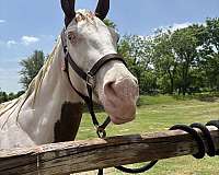 native-horse-paint